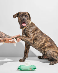 Dog Grooming Wipes