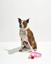 Waterproof Dog Collar and Leash Walking Kit