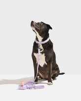 Quick-Release Collar and Waterproof Leash Walking Kit