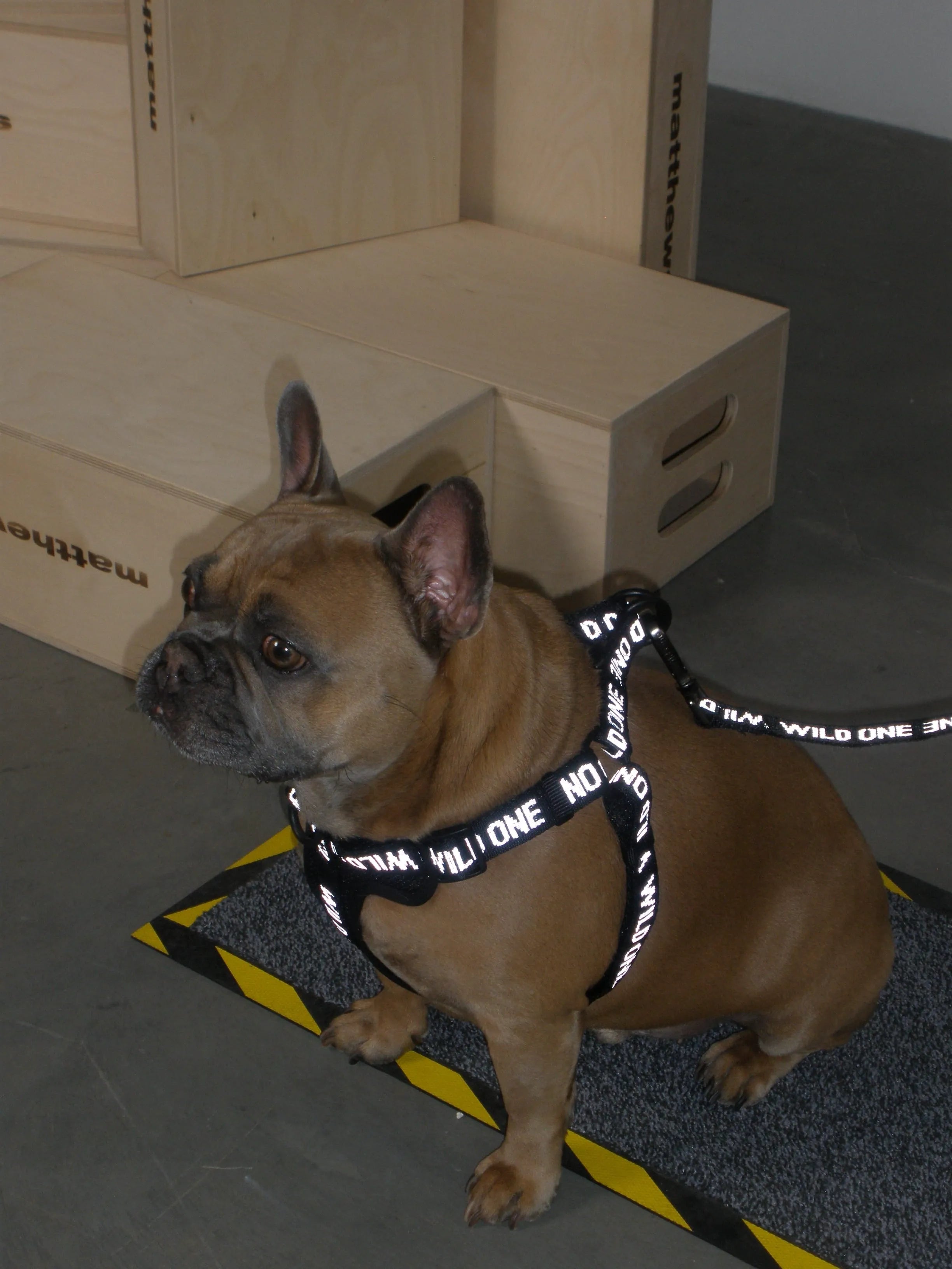 Lightweight Dog Leash