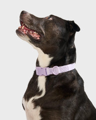 Quick-Release Collar + Waterproof Leash Walk Kit