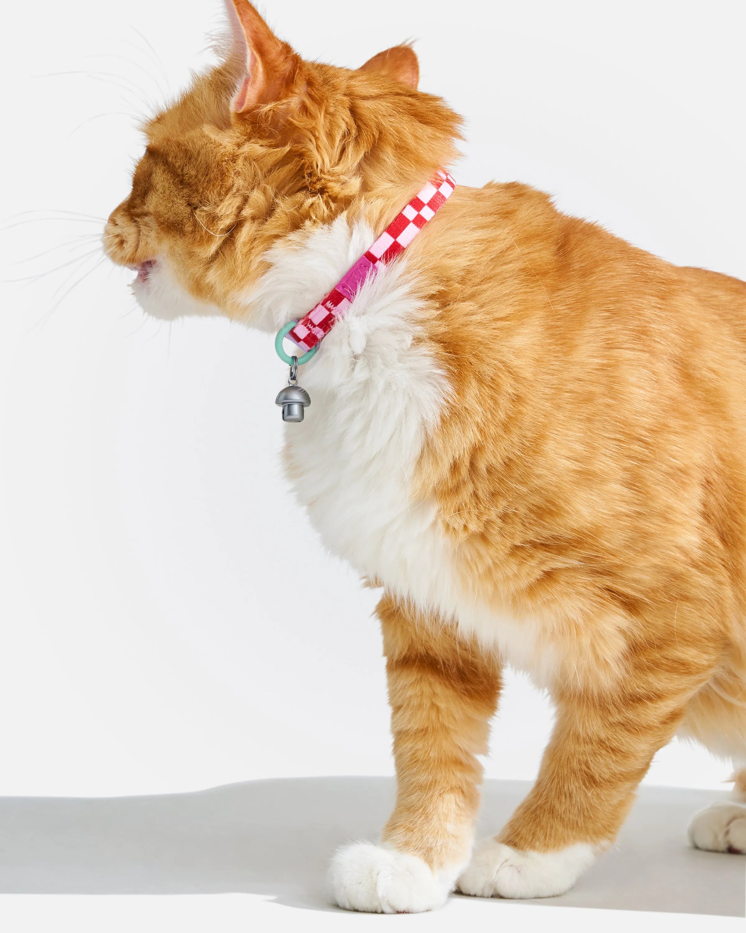 Breakaway Cat Collar