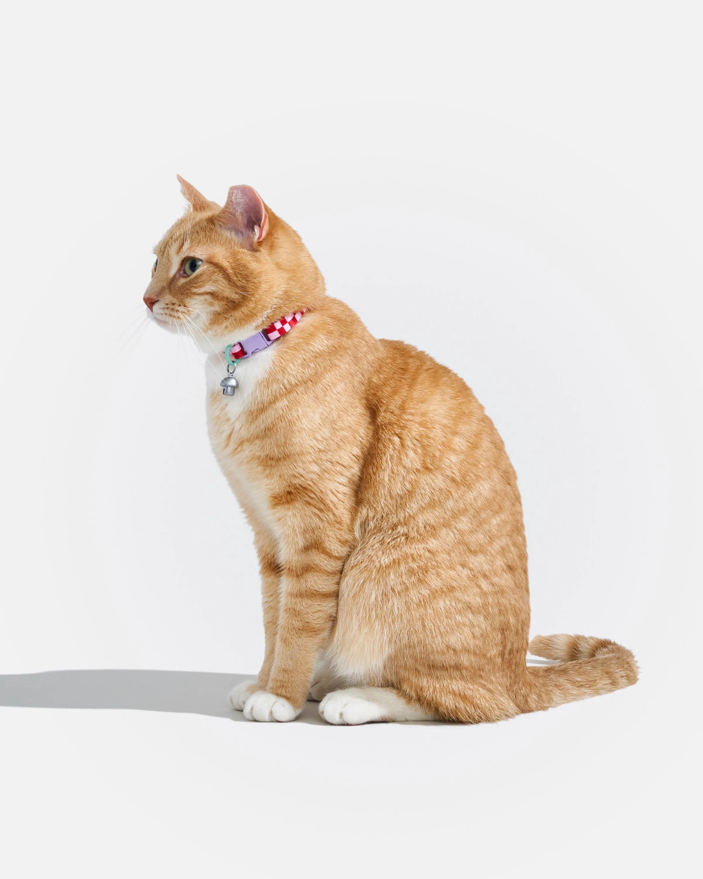 Breakaway Cat Collar