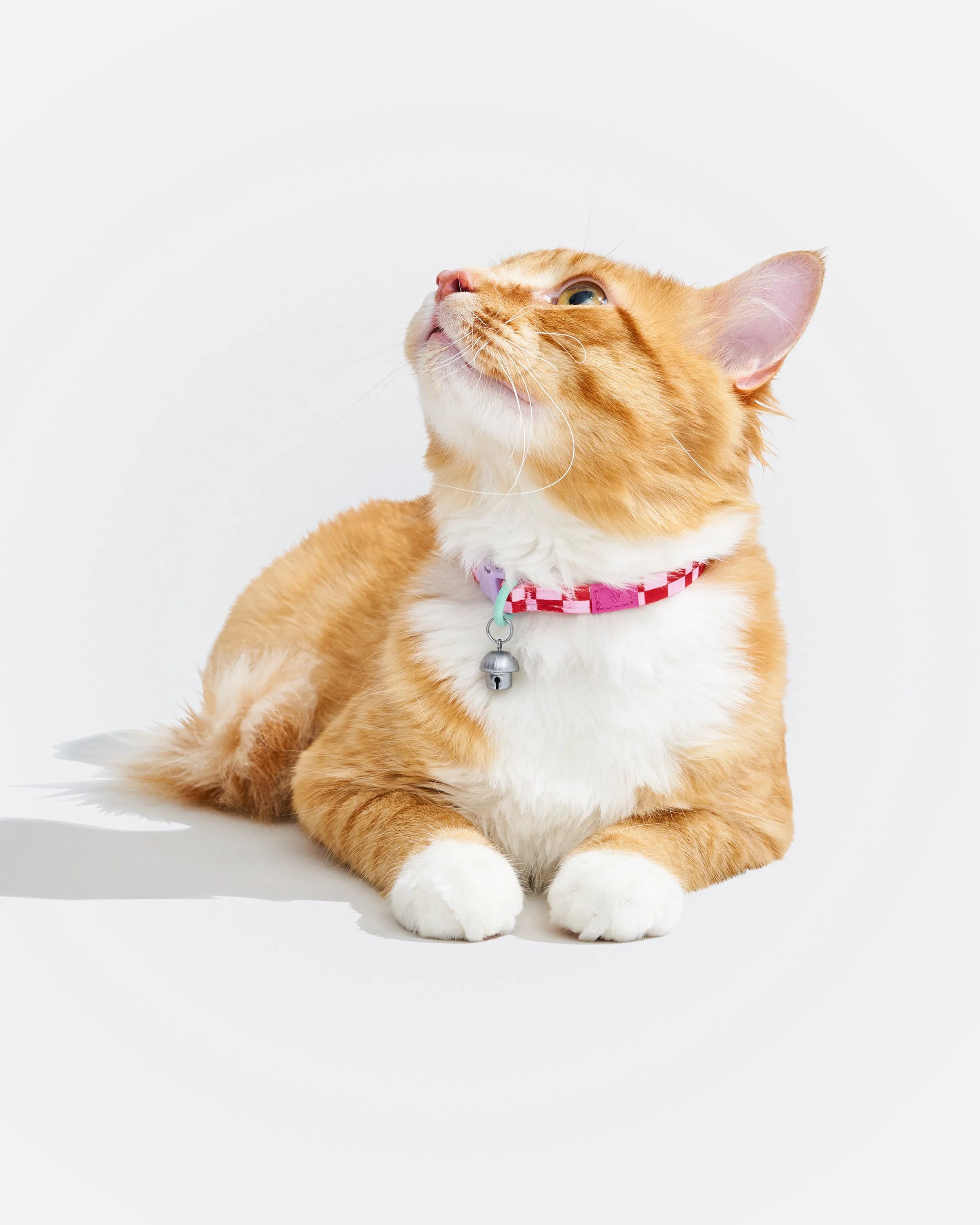 Breakaway Cat Collar