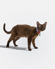 Breakaway Cat Collar