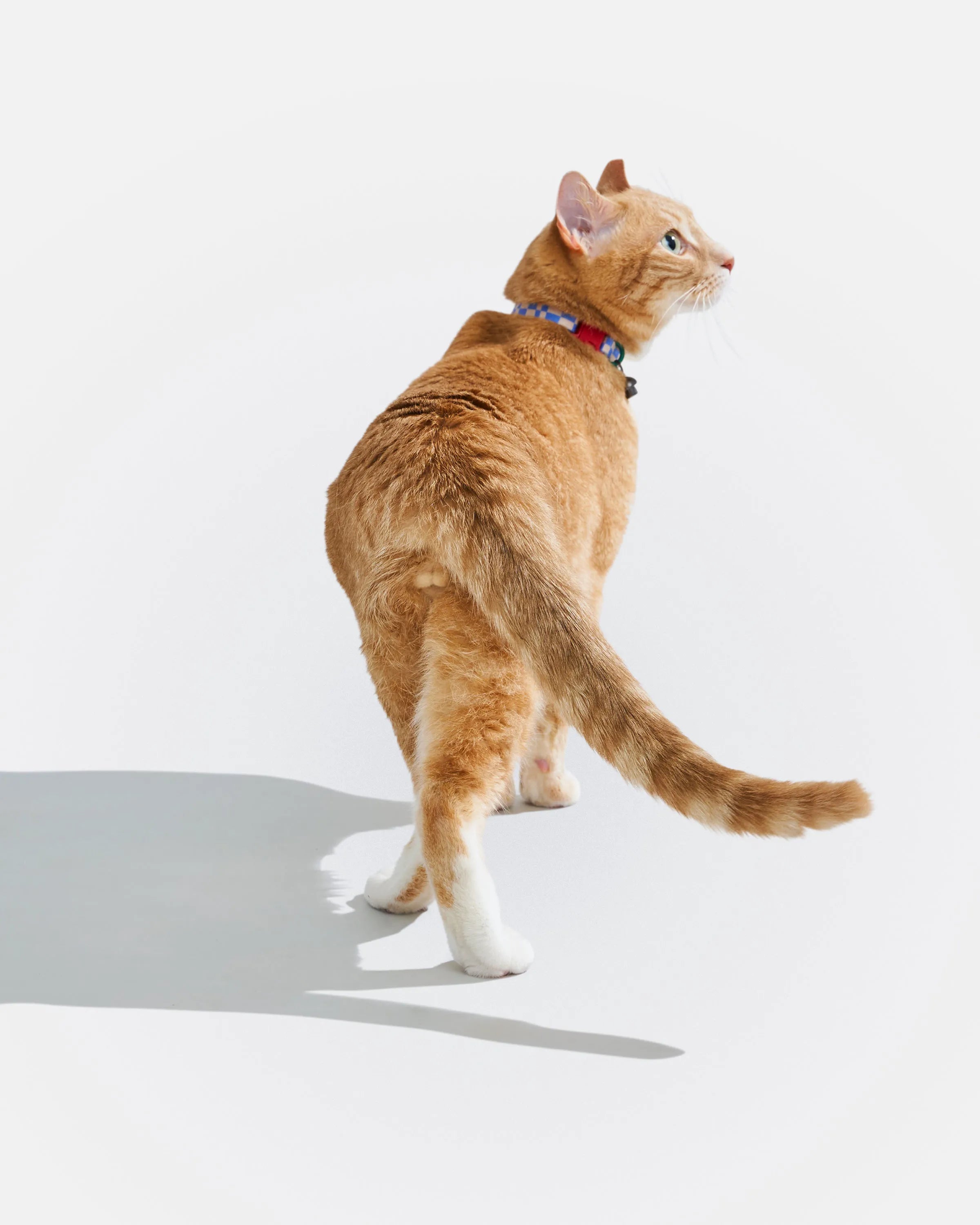 Breakaway Cat Collar