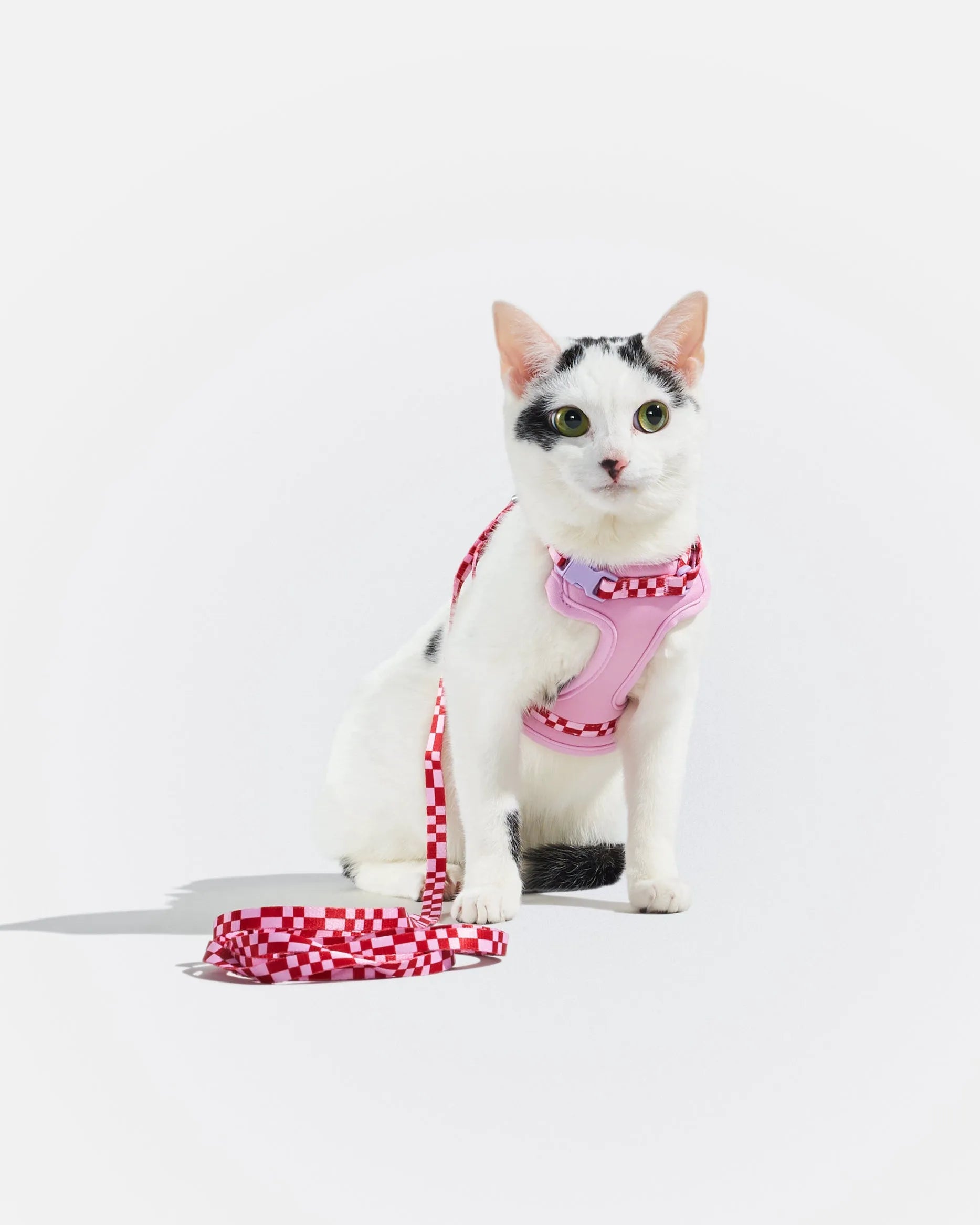 Cat Harness & Leash