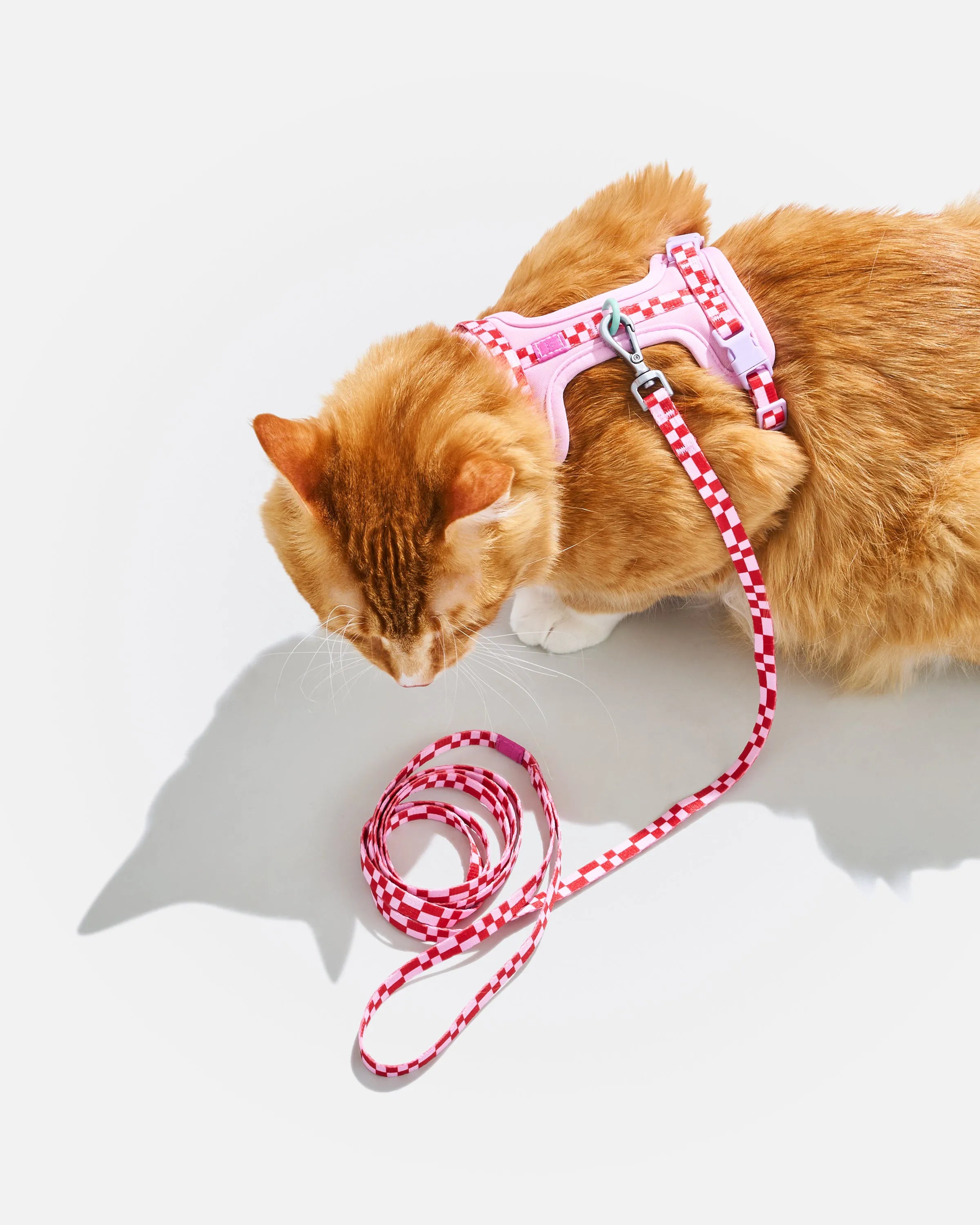 Cat Harness & Leash