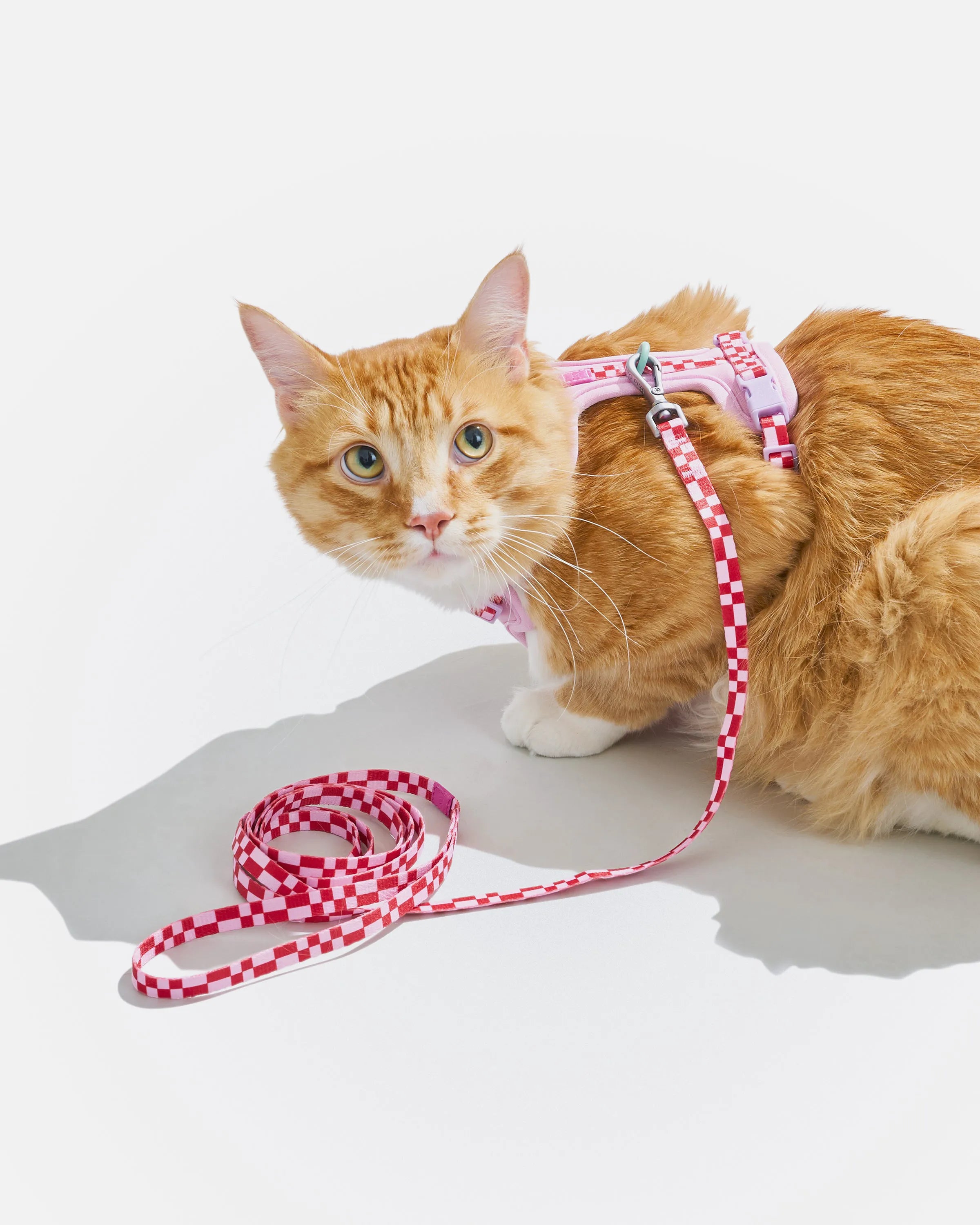 Cat Harness & Leash