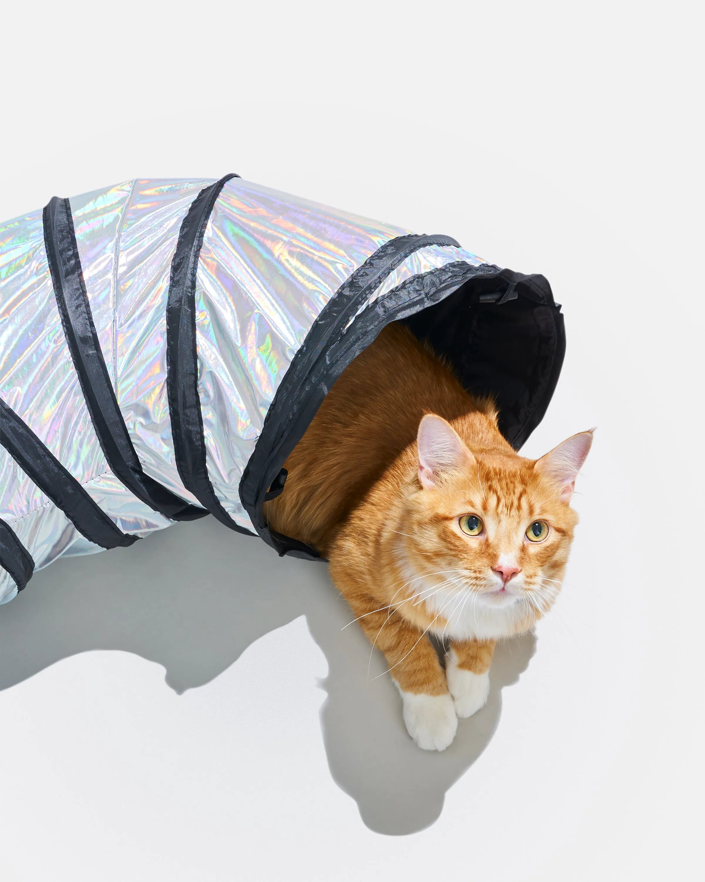Interactive Cat Tunnel for Play and Exercise