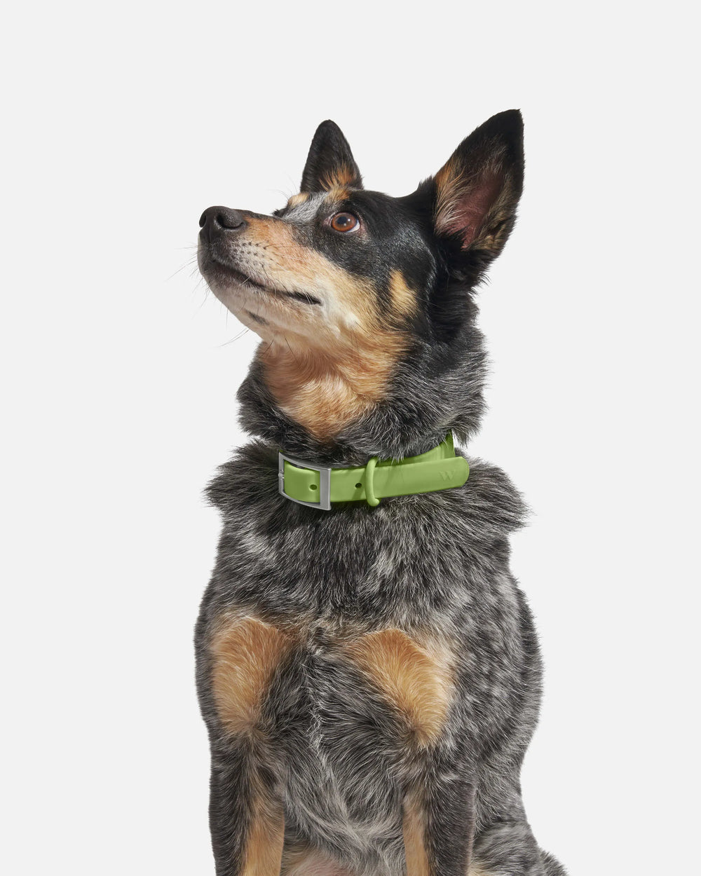 Moss