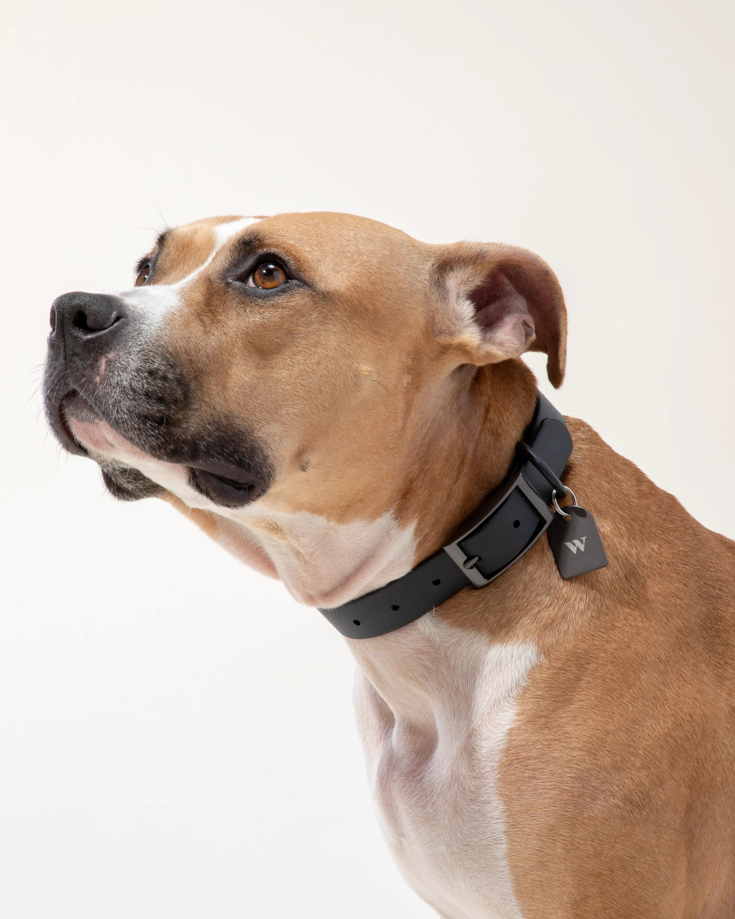 Personalized Dog Tag