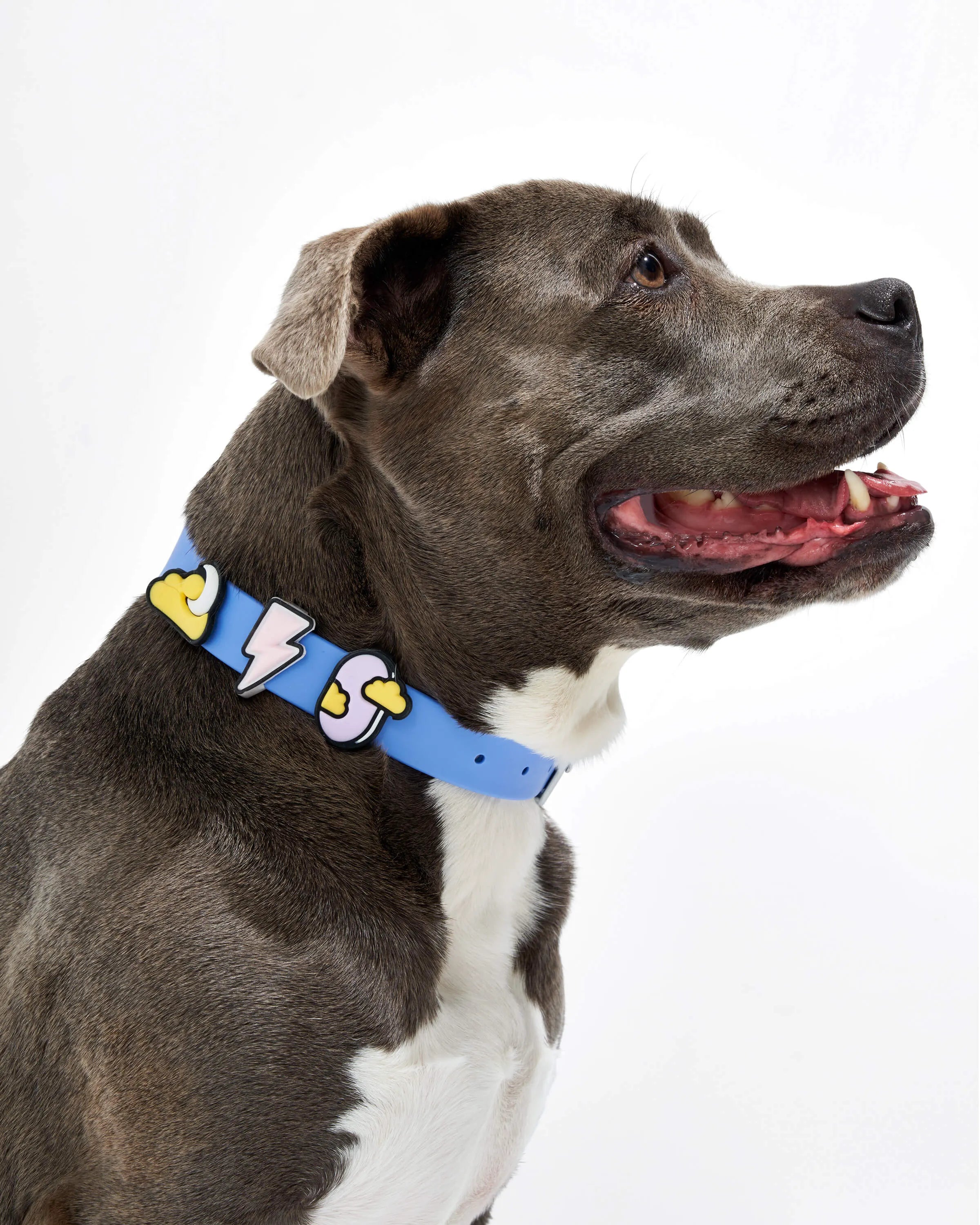 Dog Flair Pack