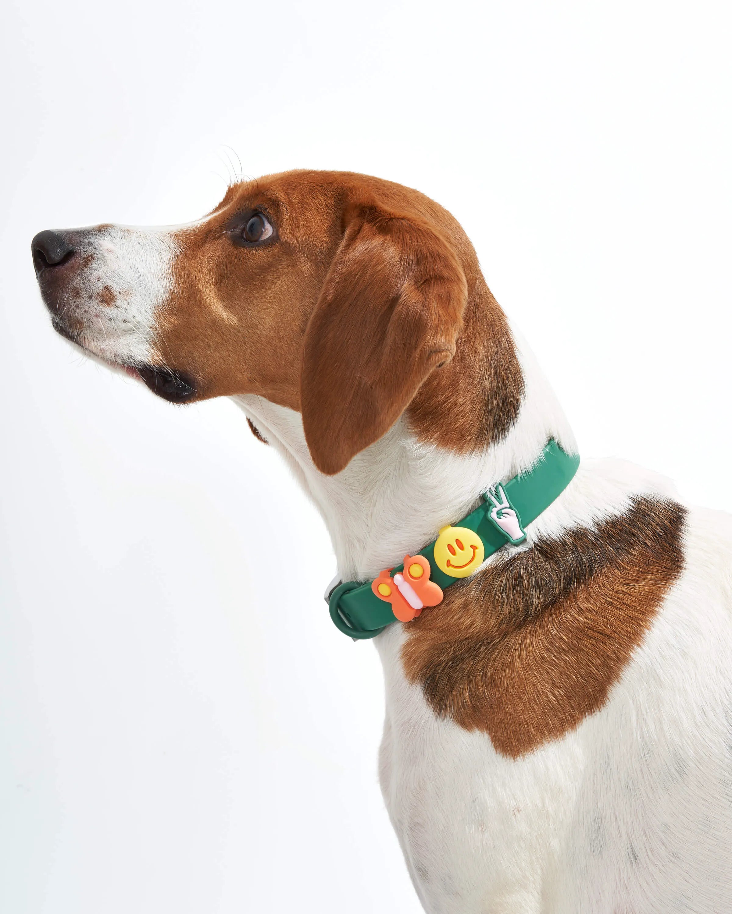 Dog Flair Pack