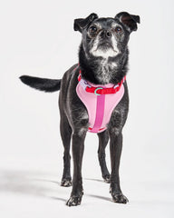 Cushioned Dog Harness