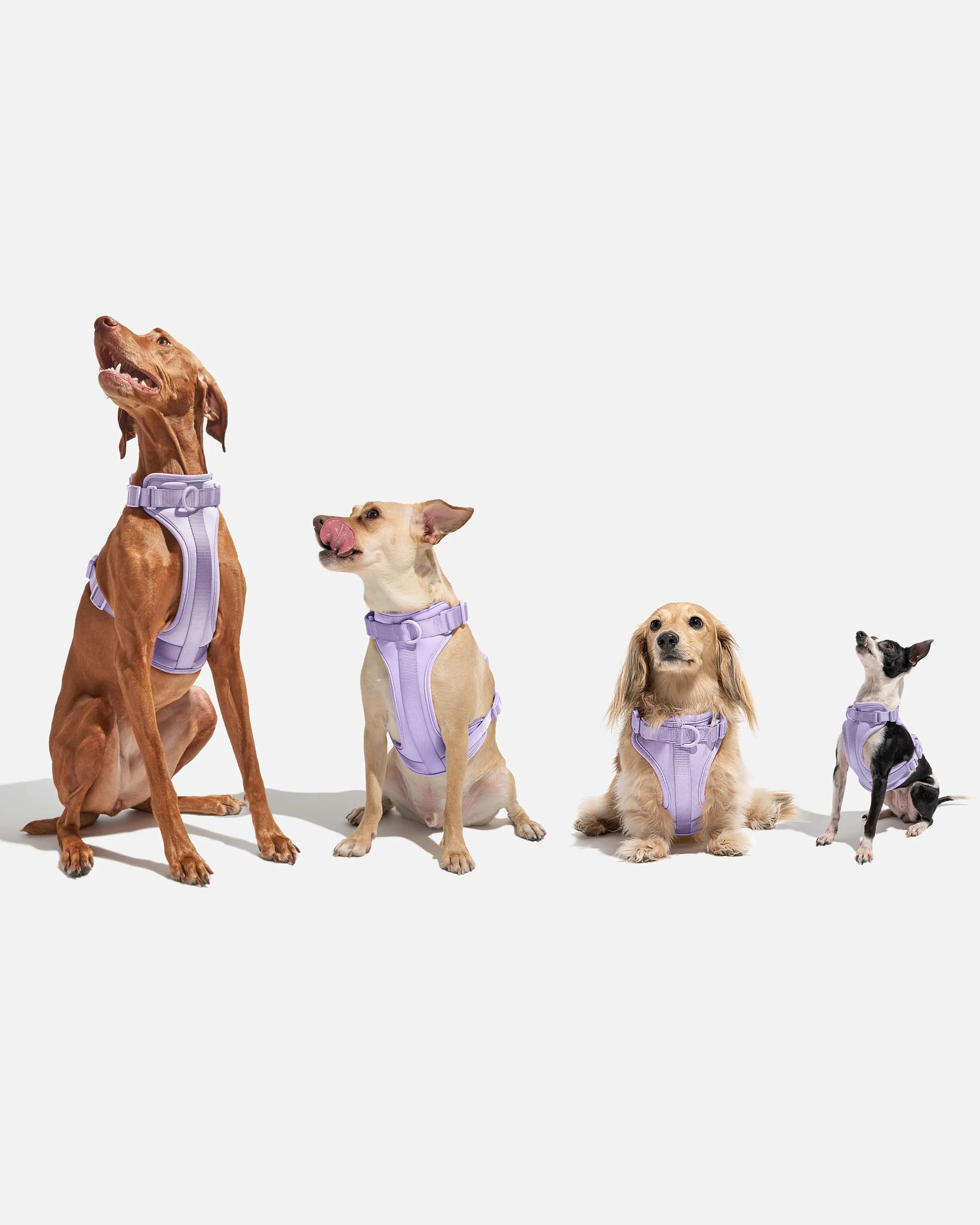 Cushioned Dog Harness