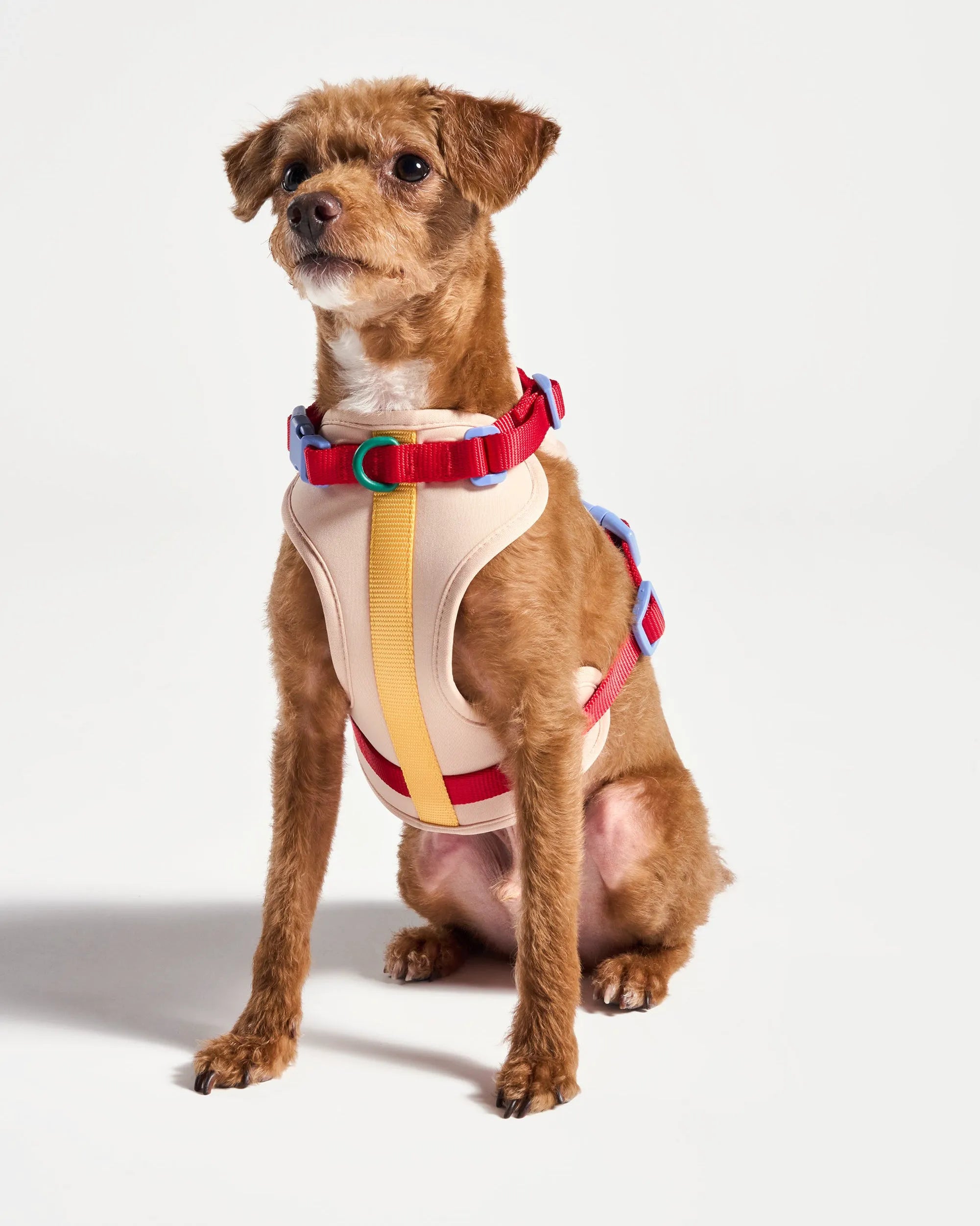 Cushioned Dog Harness
