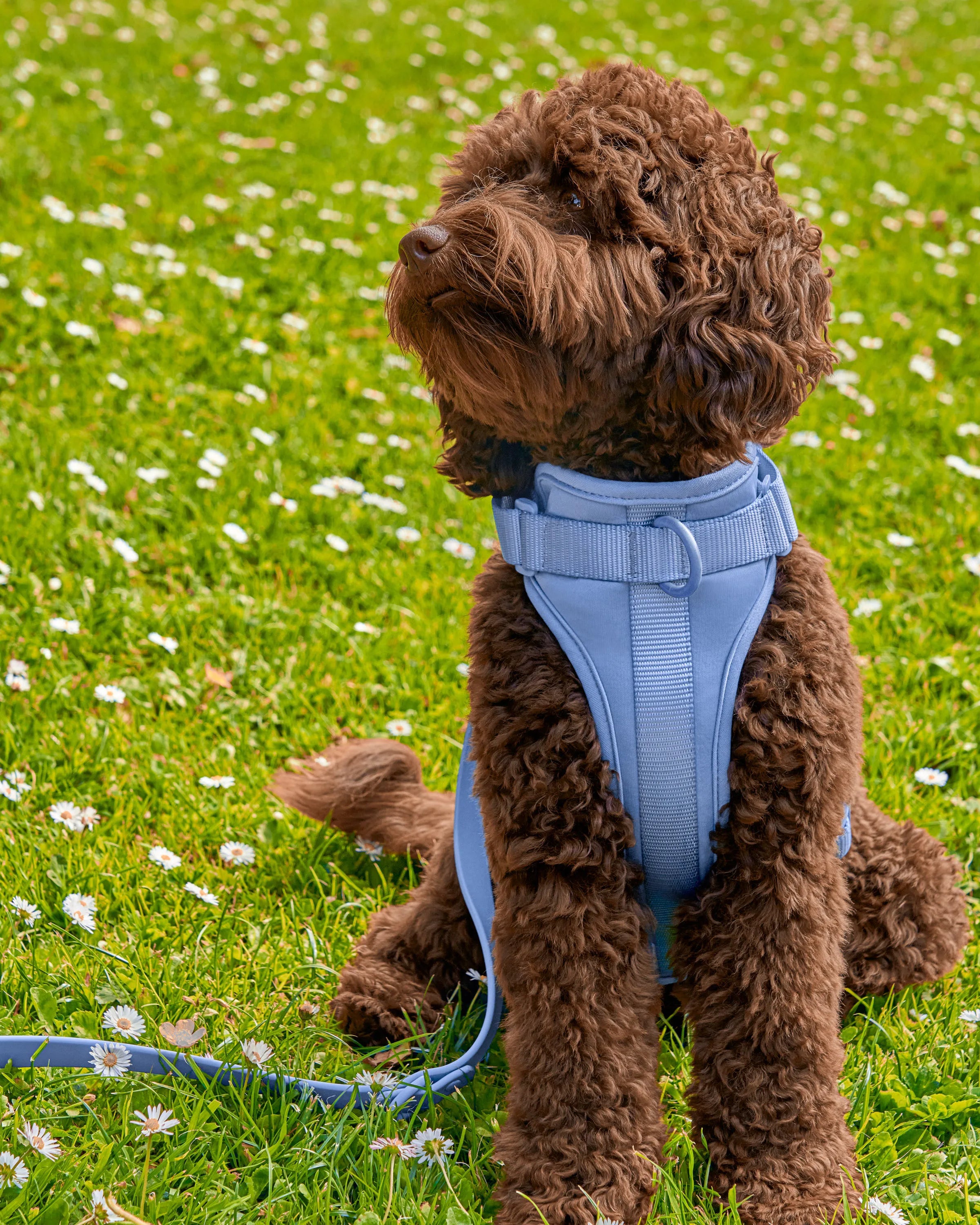 Cushioned Dog Harness