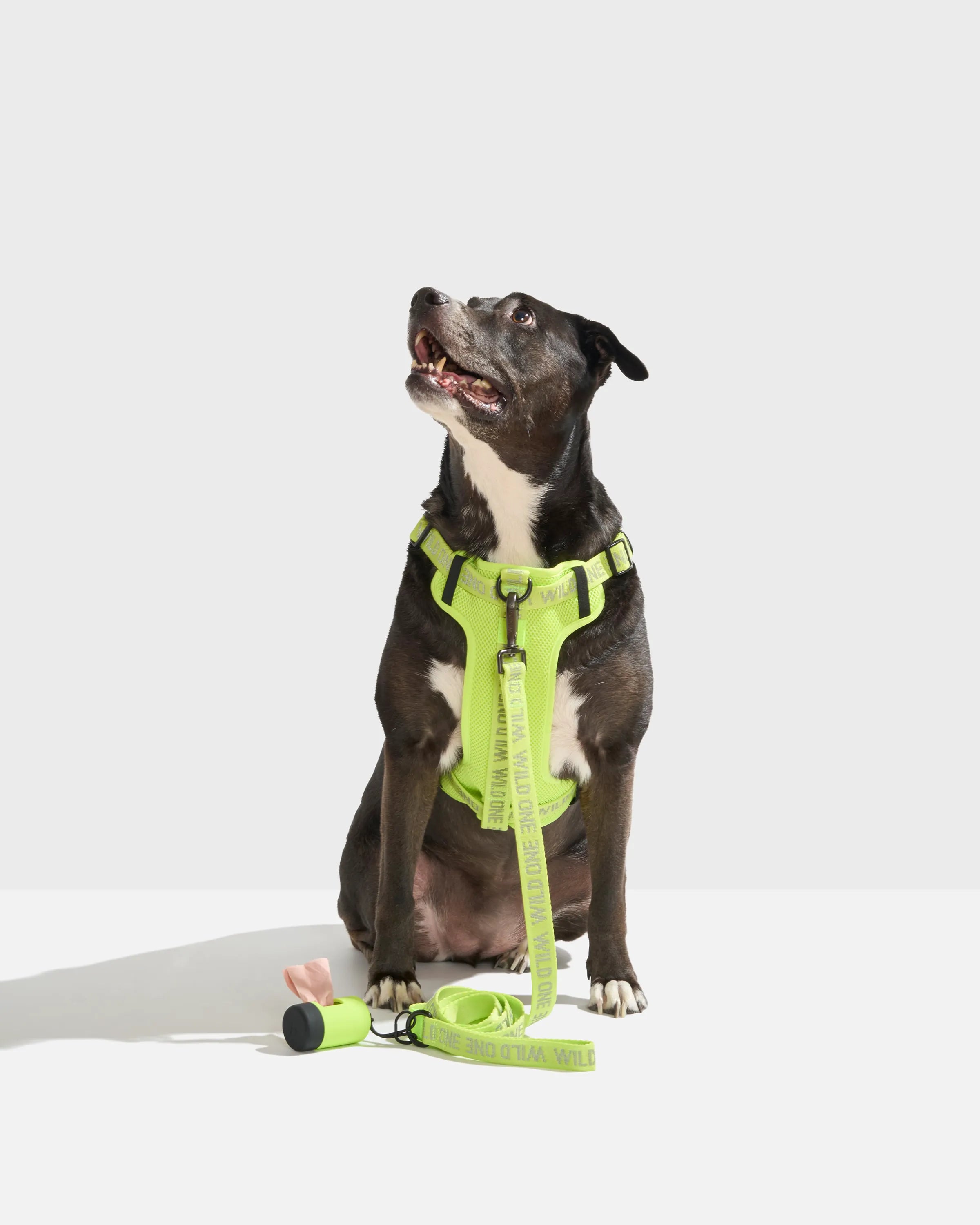 Lightweight Dog Leash