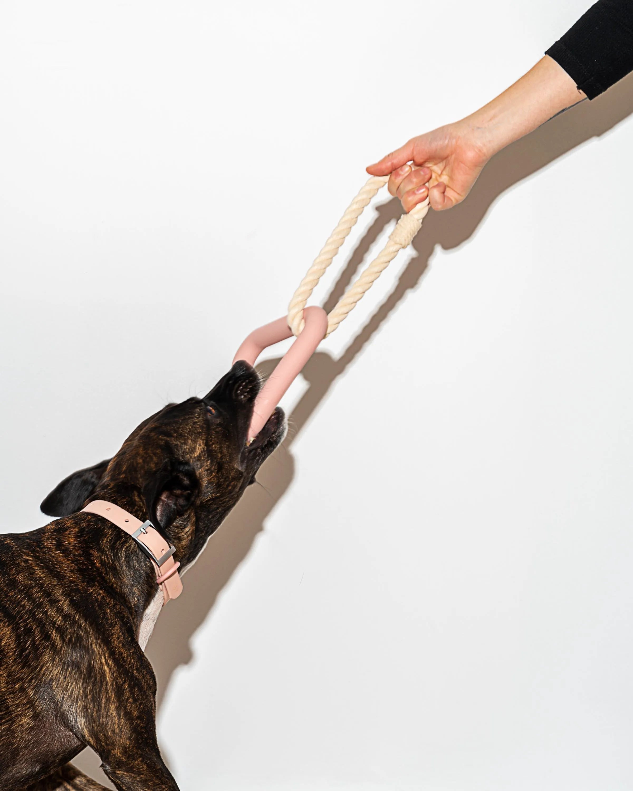 Interactive Dog Toy Kit for Chewing and Fetch