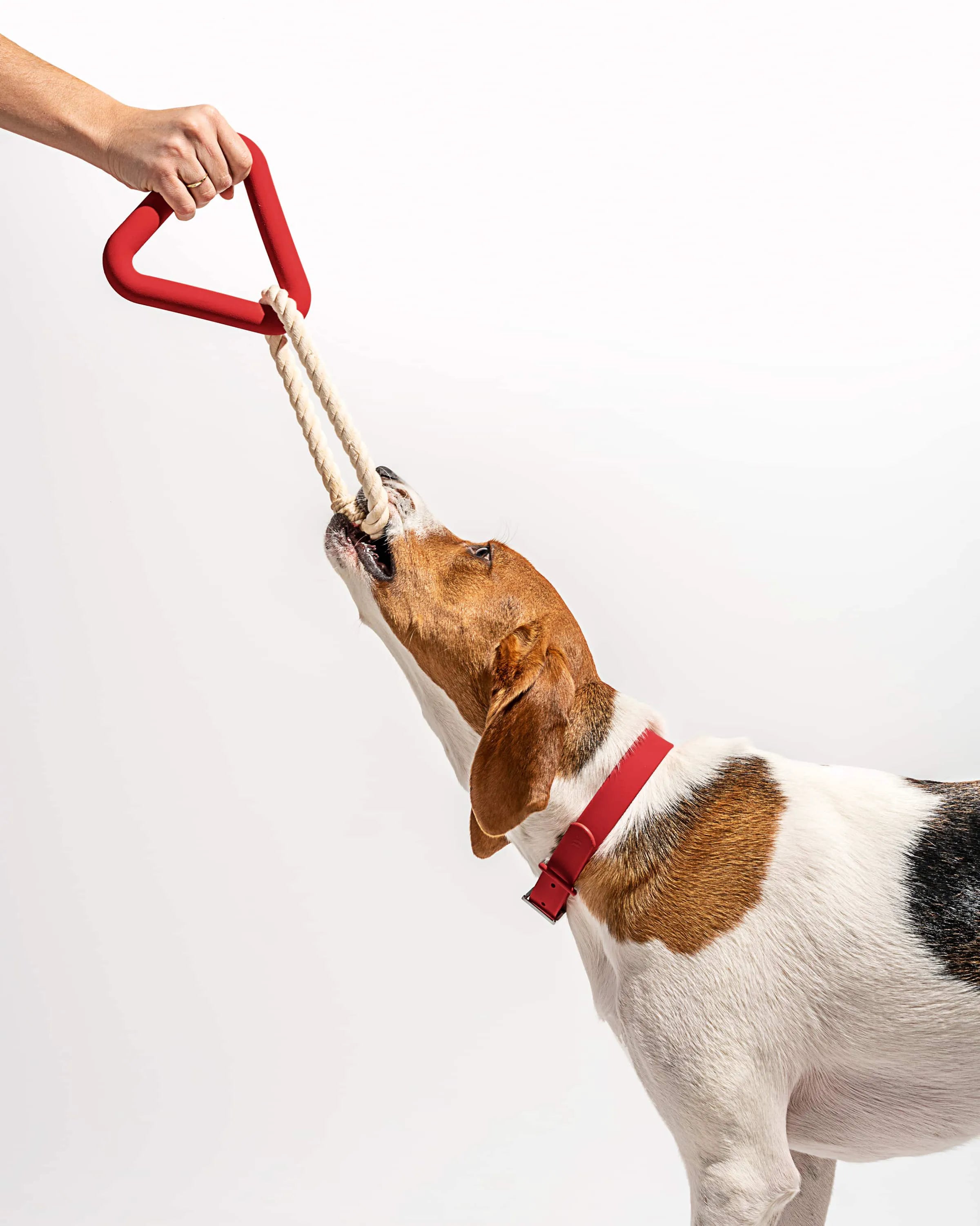 Interactive Dog Toy Kit for Chewing and Fetch