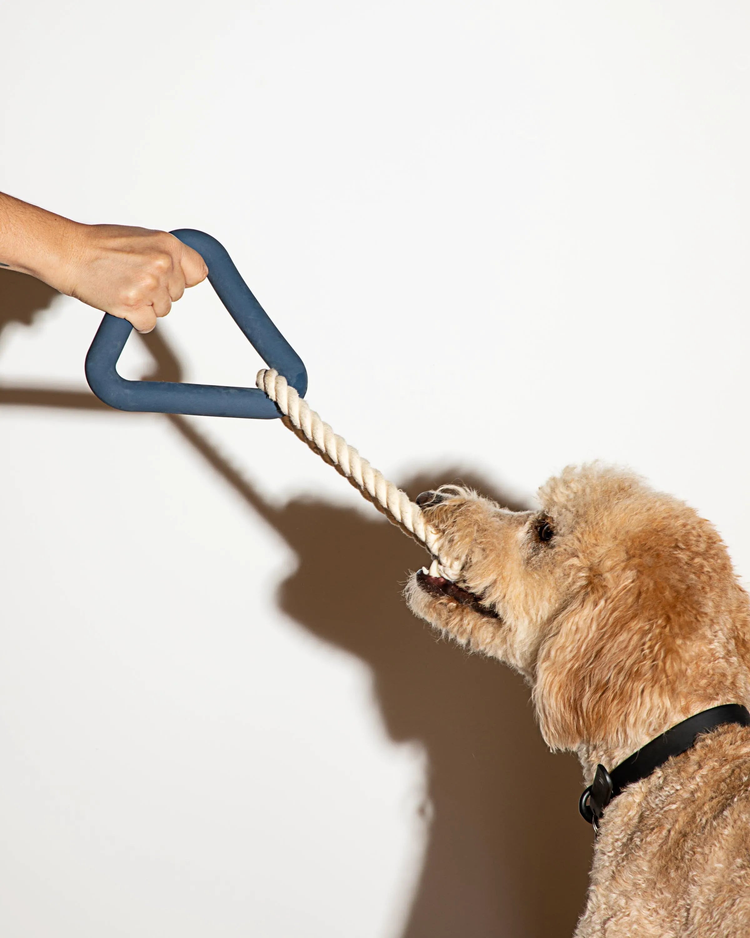 Interactive Dog Toy Kit for Chewing and Fetch