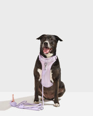 Cushioned Harness & Hands-Free Rope Leash Walk Kit