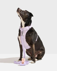 Cushioned Harness and Lightweight Leash Walk Kit