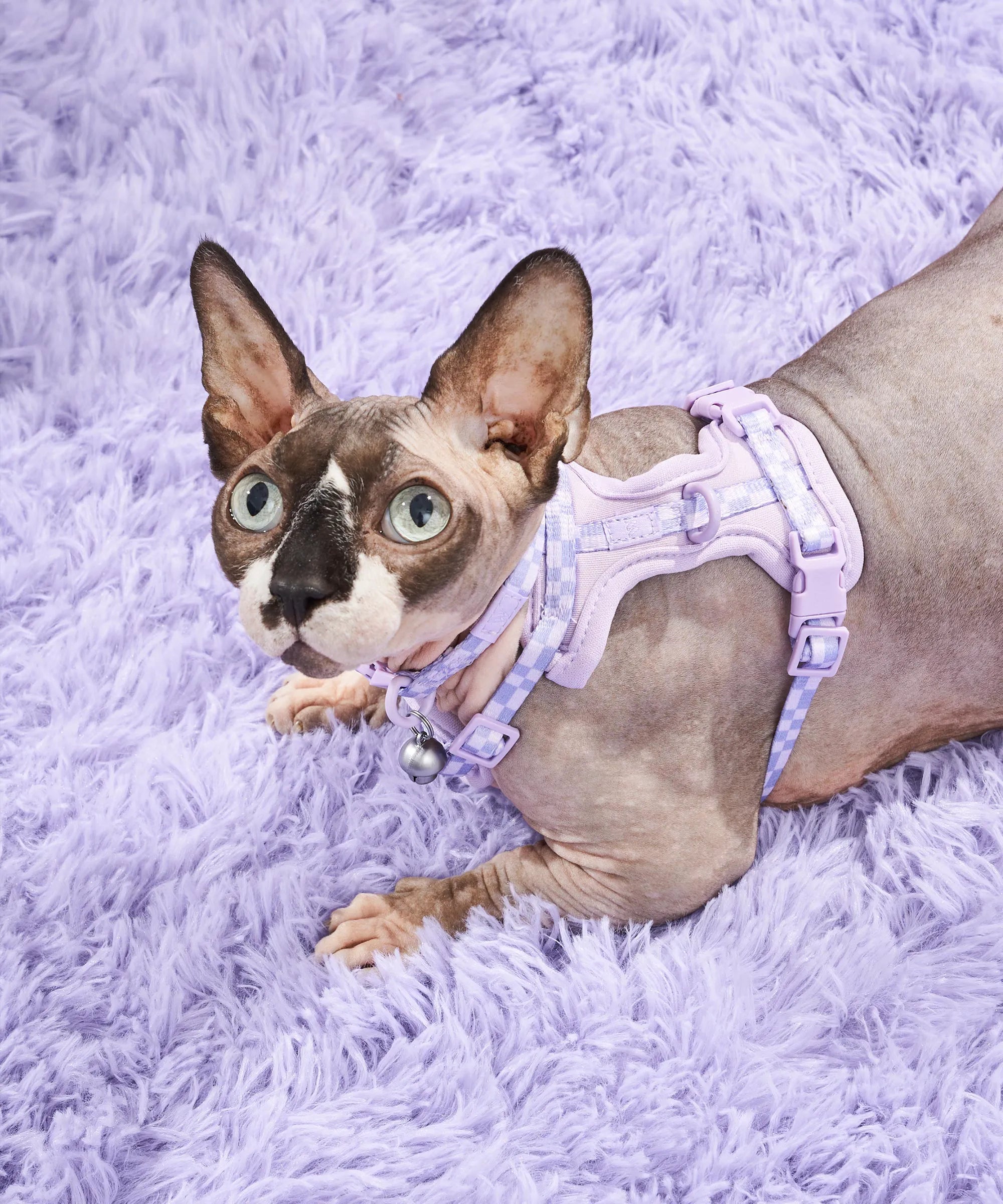 Cat Harness & Leash + Collar Kit