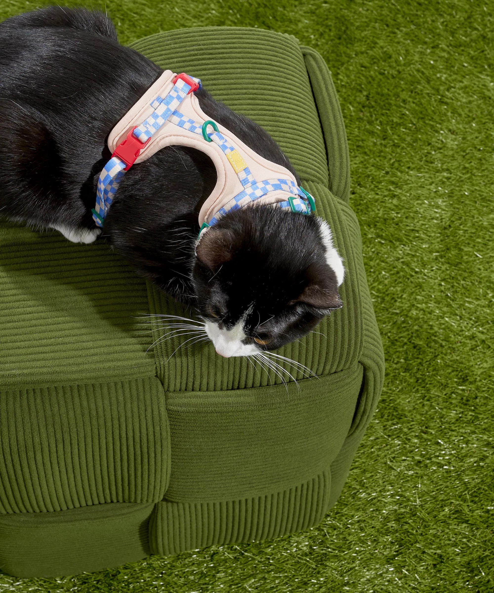 Cat Harness & Leash + Collar Kit