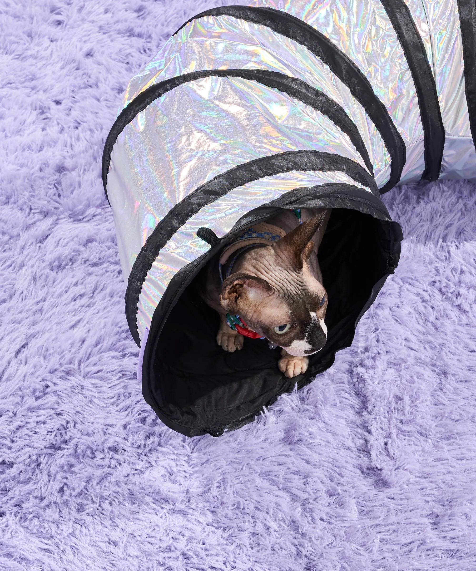 Interactive Cat Tunnel for Play and Exercise